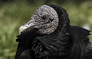 Black Vulture Close Up Head Shot
