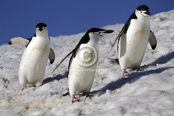Chinstrap Penguins - Antarctica