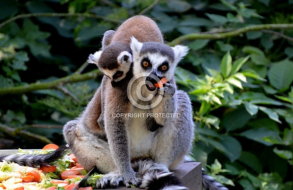 Ringtaled lemur