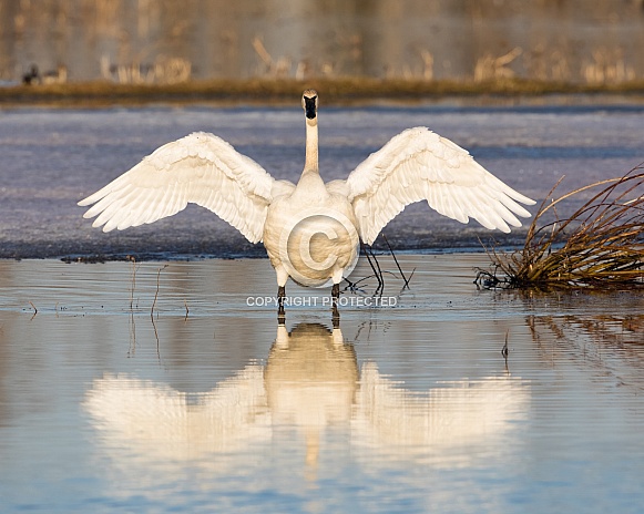 Trumpeter Swan Stretching it's Wings