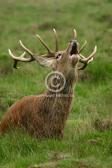 Red Deer Stag bellowing