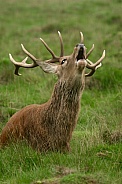Red Deer Stag bellowing