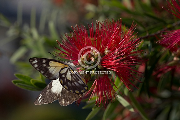 White caper butterfly.