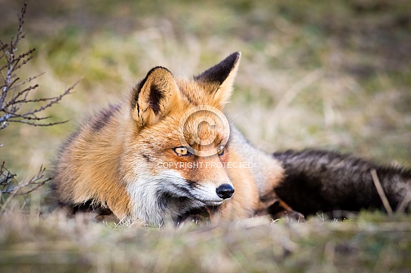 Fox lying on the grass