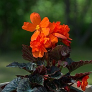 Fire Orange Begonia