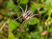Funnel Spider