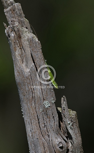 Green Anole Lizaerd (anolis carolinensis) sunning on dead tree snag