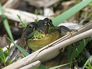 Frog In Reeds