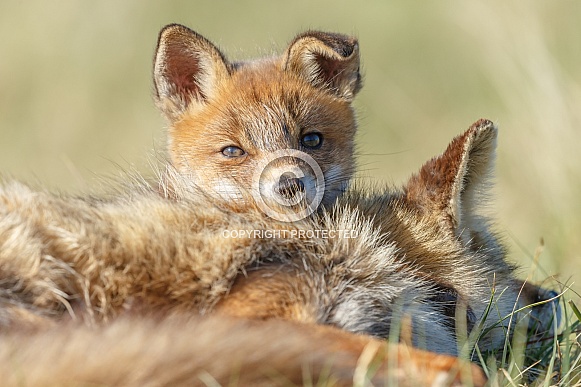Red Fox cub in nature