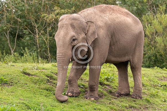 Asiatic Elephant Full Body Standing