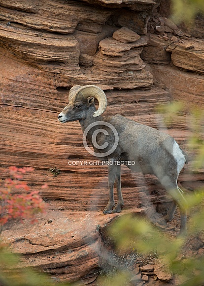 Ovis canadensis nelsoni, desert big horned sheep