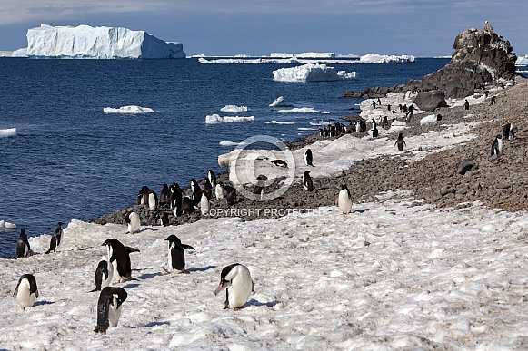 Adelie penguin colony - Antarctica