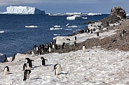 Adelie penguin colony - Antarctica