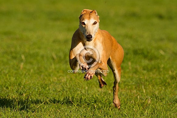 Greyhound Running at the Camera