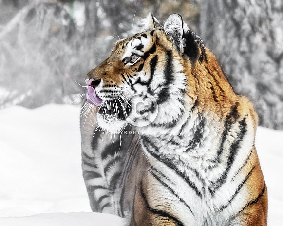 Siberian Tiger-Lip Licking Good