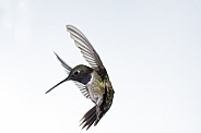 Black chinned hummingbird, Archilochus alexandri