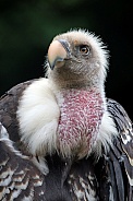 Ruppels vulture (Gyps rueppelli)