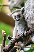 Ring-tailed lemur (lemur catta)