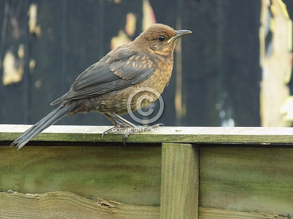Juvenile blackbird on the fence