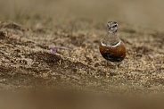 The Eurasian dotterel (Charadrius morinellus)