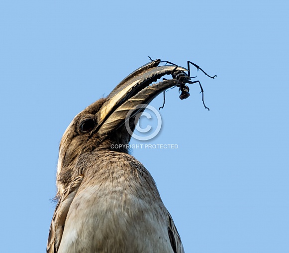 African Grey Hornbill With Bug