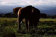 African Elephant Twilight