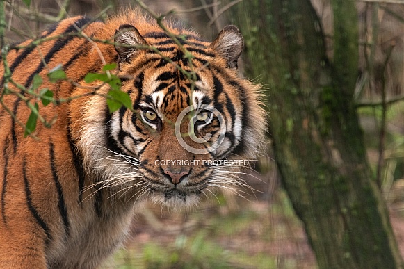 Sumatran Tiger Close Up Peeking Through Twigs