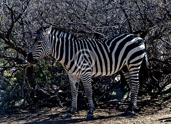 Zebra Camouflage