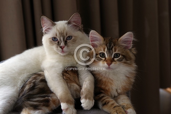 Ragdoll & Siberian Kitten