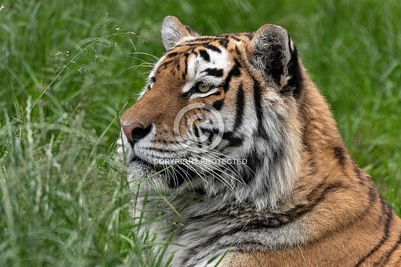 Amur Tiger In The Grass Side Profile