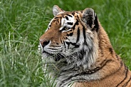Amur Tiger In The Grass Side Profile