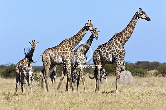 Giraffe - Savuti Region of Botswana