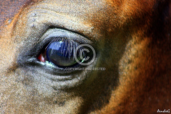 Innocent Eyes- Arabian Foal