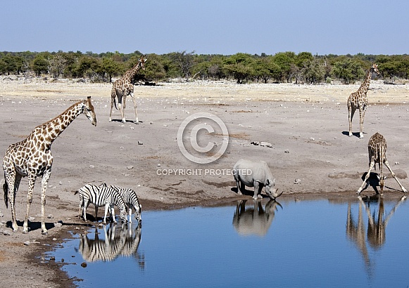 Wildlife at a busy waterhole - Namibia