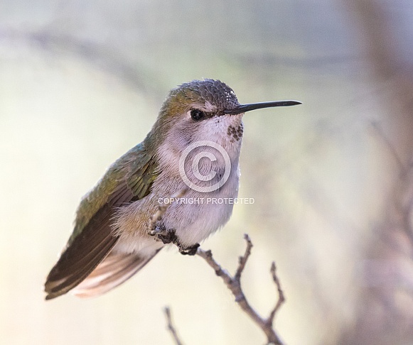 Female Anna's Hummingbird Closeup