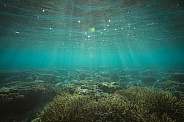 Under the sea - Great Barrier Reef