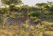 Mother and baby Burchell's Zebra