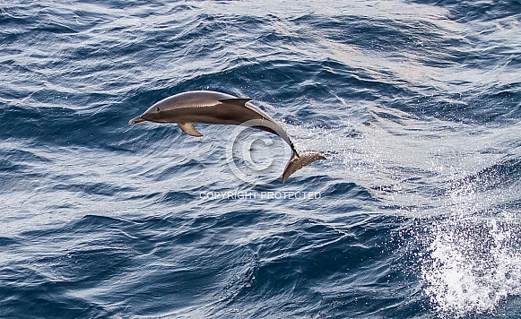 Atlantic Spotted Dolphin (wild)