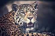 Watching Jaguar