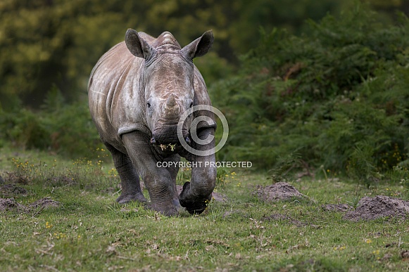 White Rhino calf
