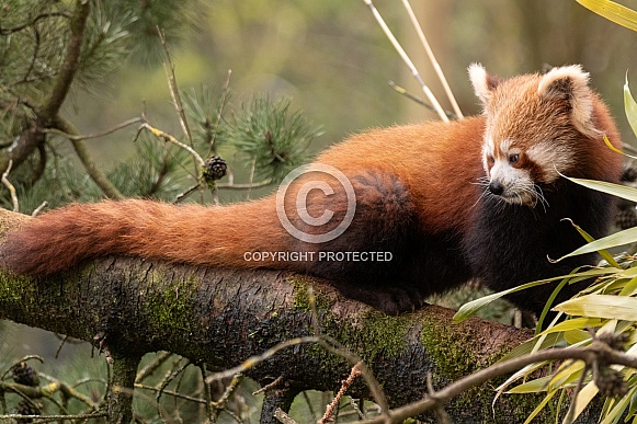 Red Panda In Tree Full Body