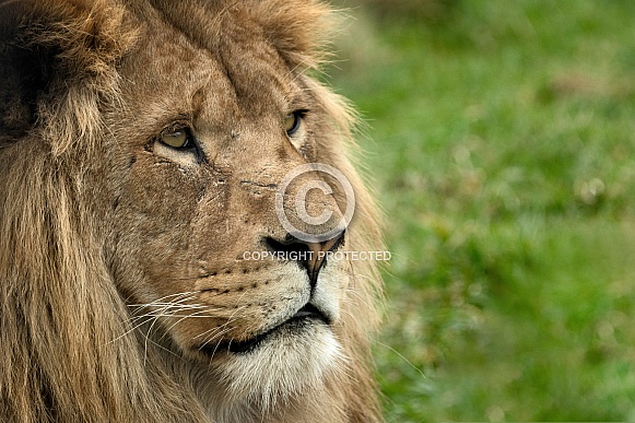Close Up Face Shot African Lion