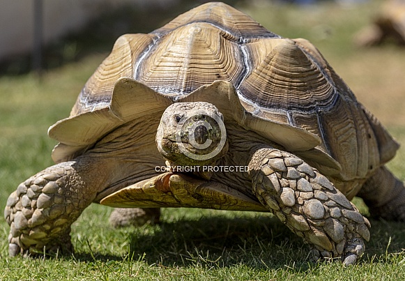 Very large desert tortoise on the grass