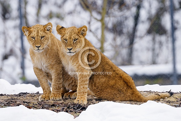 Pair of Juvenile Lions