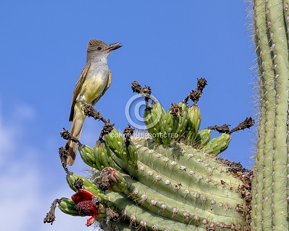 Brown Crested Flycatcher