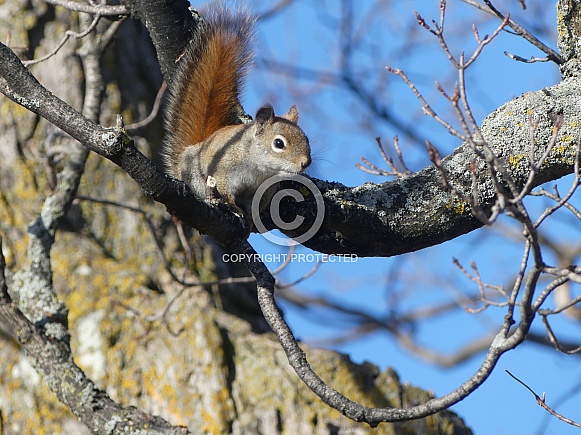 Red squirrel in Tree