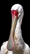 Bird---African Spoonbill