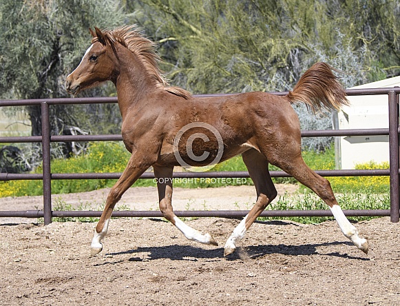 Arabian horse foal trotting