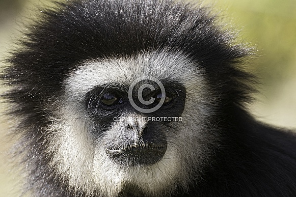 Lar Gibbon Close Up Face Shot