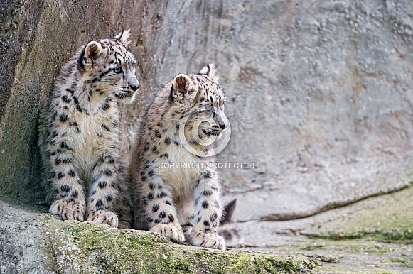 Young Snow Leopards